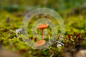 Closeup of brown-spore saprobic fungi Galerina in grass