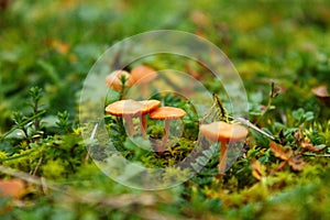 Closeup of brown-spore saprobic fungi Galerina in grass