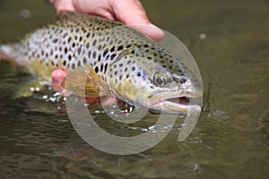 Closeup of brown trout