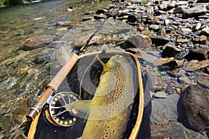 Closeup of brown trout caught in landing net