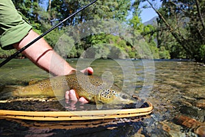 Closeup of brown trout fish caught in net