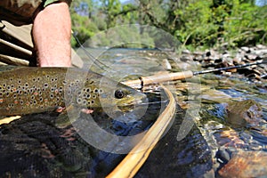 Closeup of brown trout fish in net