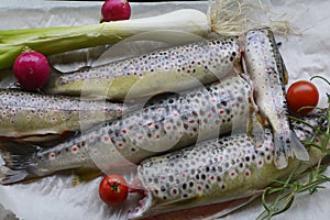 Brown trout fish Salmo trutta with herbs photo
