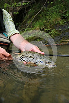 Closeup of brown trout in the hands of fisherman
