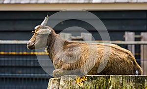 Closeup of a brown west african dwarf goat sitting on a tree stump, popular wild goat specie, Farm animals