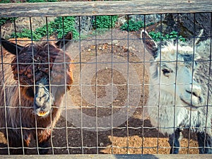 Closeup of a brown and white Huacaya alpaca breed animals behind metal fence