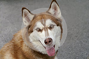 Closeup of A Brown and White Huskey