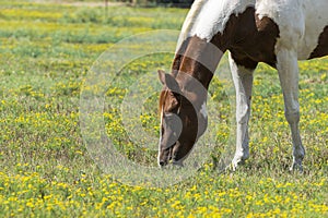 Closeup of brown and white paint horse grazing