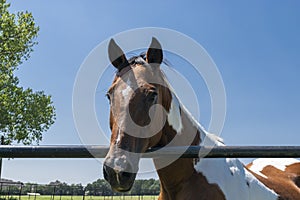 Closeup of brown and white paint horse looking over fence