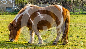 Closeup of a brown with white small horse grazing in a pasture