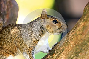 Closeup of a brown and white squirrel.