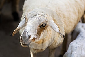 Closeup, brown-white teenage goat