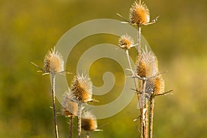 Closeup of brown worm cutleaf teasel seeds with green blurred background