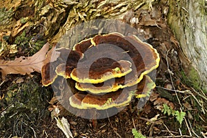 Detailní na hnědý barevný houba 