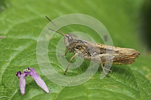 Closeup on the brownb upland field grasshopper, Chorthippus apricarius sitting on a green leaf