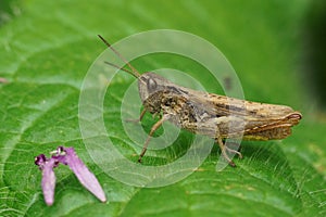 Closeup on the brownb upland field grasshopper, Chorthippus apricarius sitting on a green leaf