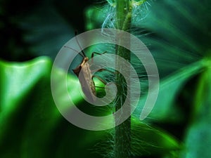closeup of a brownish colored insect called the brown marble bug or halyomorpha halys climbing on a tree leaf stem photo