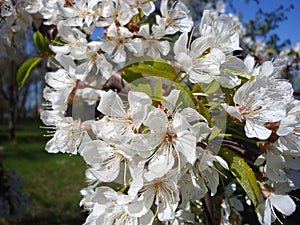 Closeup of a brunch with a lot of white cherry flowers