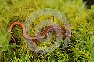 Closeup on an brwon adult Plethodon vandykei ,Van Dyk's salamander