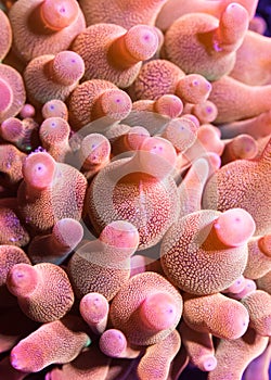 Bubble-tip Anemone Tentacles