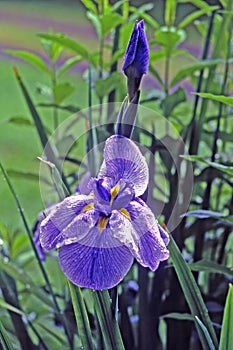 A closeup of a bud and bloom of a Japanese Iris