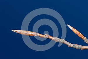 Closeup on bud of Fagus sylvatica on blue background in springtime