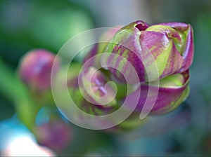 Closeup bud of purple orchid flower in garden with soft focus and green blureed background