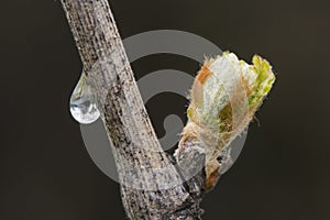 Closeup of budding grapevine