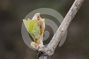 Closeup of budding grapevine