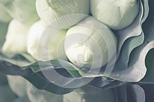 Closeup budding lotus