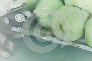 Closeup budding lotus