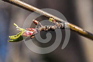 A closeup of a budding tree branch