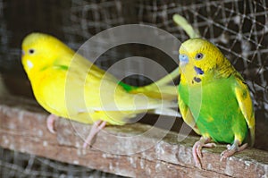 Closeup of budgerigar