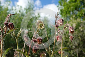 Closeup of buds, flowers and overblown seed heads of thistle plants in backlit