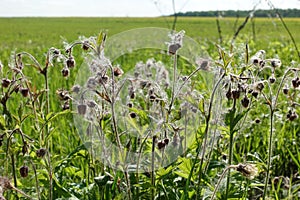 Closeup of buds, flowers and overblown seed heads of thistle plants in backlit