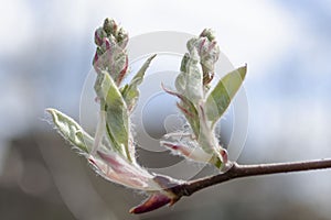 Closeup of buds of Serviceberry / snowy mespilus Amelanchier ovalis