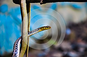 Closeup of a buff stripped keelback, amphiesma stolatum, non venomous or nonaggressive snake hanging from a stick