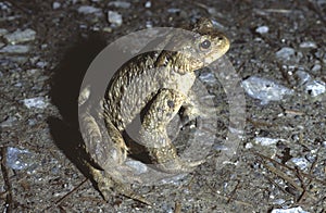 closeup of a bufo bufo or male common toads on forest floor