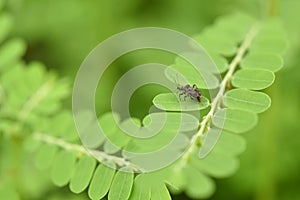 Closeup bug insect on green leaf