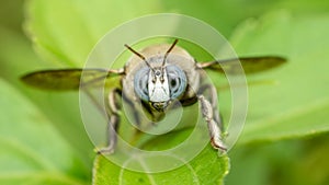 Closeup of a bug / wasp found at Borneo jungle with beautiful blue facet eye.