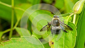 Closeup of a bug / wasp found at Borneo jungle with beautiful blue facet eye.