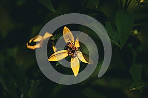 Closeup of a bug on a yellow woodland sunflower