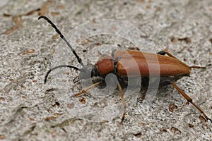 Closeup on a bulke Red-brown Longhorn Beetle , Corymbia or Stictoleptura rubra on wood