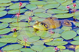 Closeup of Bull Frog on Lily Pads