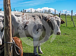 Closeup of bull at Posada Estancia Rio Verde, Riesco Island,, Chile