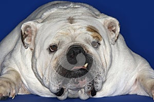 Closeup Of Bulldog Lying Down