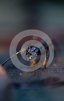 Closeup of a bullet ant, Paraponera clavata