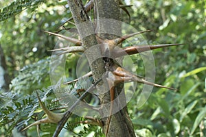 Closeup bullhorn acacia thorns in natural habitat