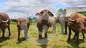 Closeup Bulls Flock Ruminate on Green Grass Tropical Meadow