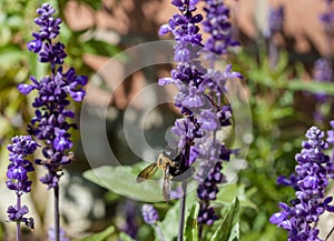 Closeup of a bumble bee Bombus pensylvanicus on purple flowers